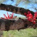 Hakea orthorrhyncha filiformis - Photo (c) Margaret Langley, some rights reserved (CC BY), uploaded by Margaret Langley