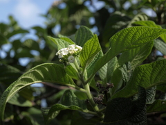 Tournefortia rufosericea