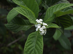 Tournefortia rufosericea
