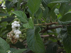 Tournefortia rufosericea