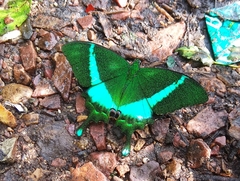 Papilio crino