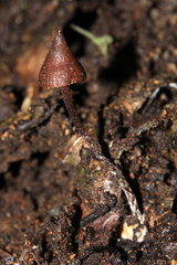 Psilocybe heimii
