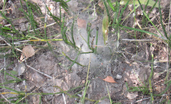 Agelena labyrinthica