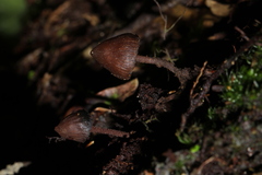 Psilocybe heimii
