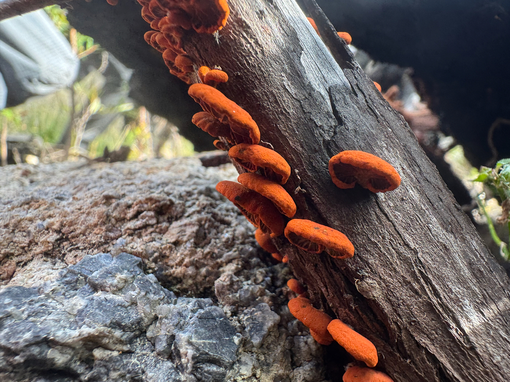 Anthracophyllum archeri · October 2025 · photo: © sunshiney_tyler (iNaturalist, cc-by)