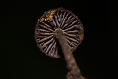Psilocybe heimii