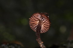 Psilocybe heimii