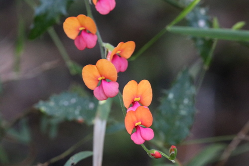 Heart-leaf Flame Pea (Chorizema cordatum)