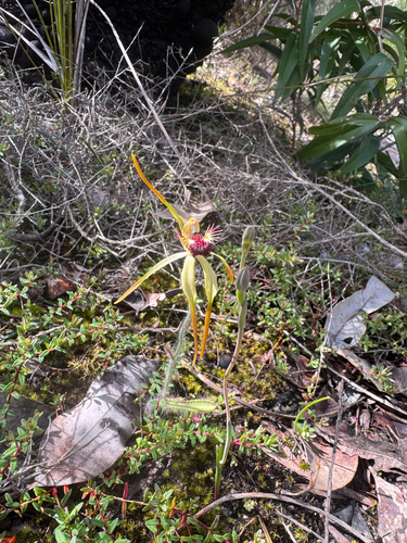 Big clubbed spider orchid (Caladenia magniclavata)