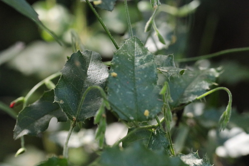 Chorizema cordatum, photograph 1