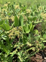 Cissus diversilobata