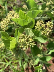Cissus diversilobata