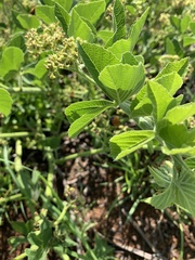 Cissus diversilobata
