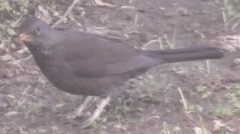 Turdus merula