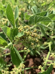 Cissus diversilobata