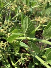 Cissus diversilobata