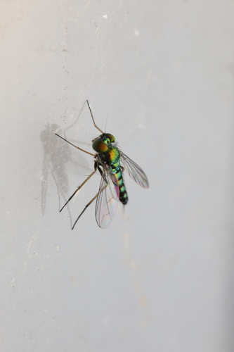 Unknown species found near White River Gardens, 1200 W Washington St, Indianapolis, IN 46222, USA