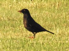Turdus merula