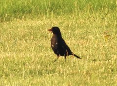 Turdus merula