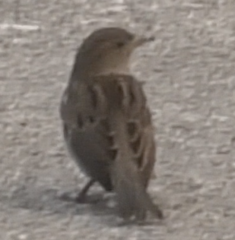 Passer domesticus