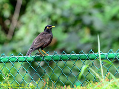 Acridotheres tristis melanosternus
