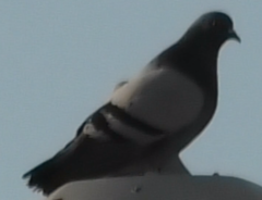 Columba livia domestica