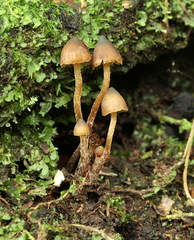Psilocybe heimii