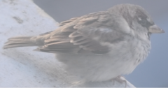 Passer domesticus