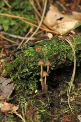 Psilocybe heimii