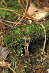 Psilocybe heimii