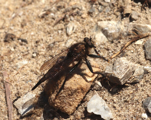 Yellow-bearded Hammertail photo 2