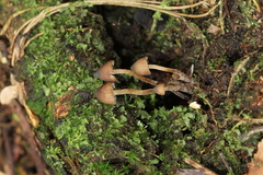 Psilocybe heimii