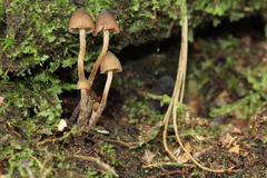 Psilocybe heimii