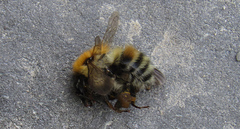 Bombus schrencki