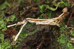 Psilocybe heimii