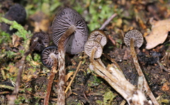 Psilocybe heimii