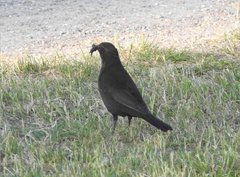 Turdus merula