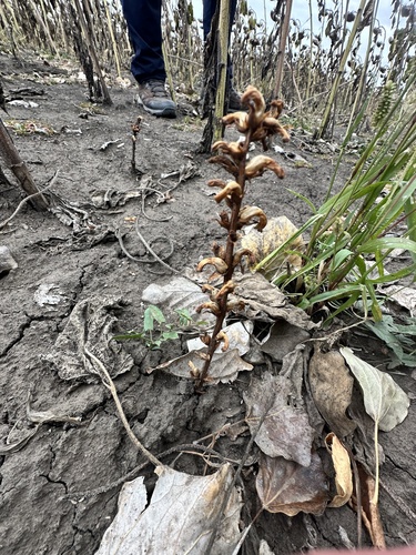 sunflower broomrape (Orobanche cumana)