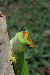 Phelsuma grandis