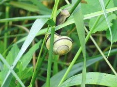 Cepaea hortensis