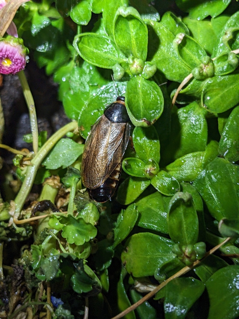 Surinam Cockroach from 1200 W Washington St, Indianapolis, IN 46222 ...