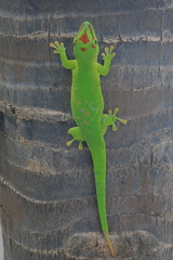 Phelsuma grandis