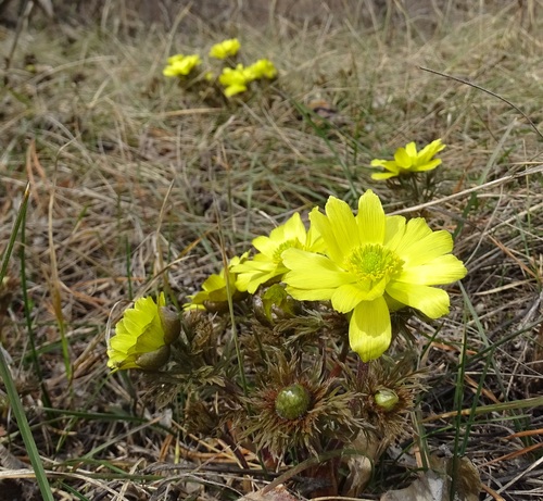 Adonis volgensis
