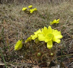 Adonis volgensis