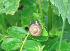 Cepaea hortensis