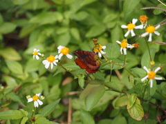 Ariadne ariadne alterna