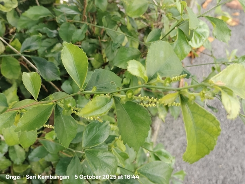 Acalypha siamensis (Acalypha siamensis)