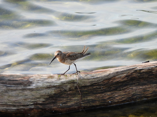 Correlimos común (Calidris alpina)