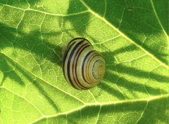 Cepaea nemoralis