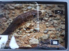 Psammophis mossambicus